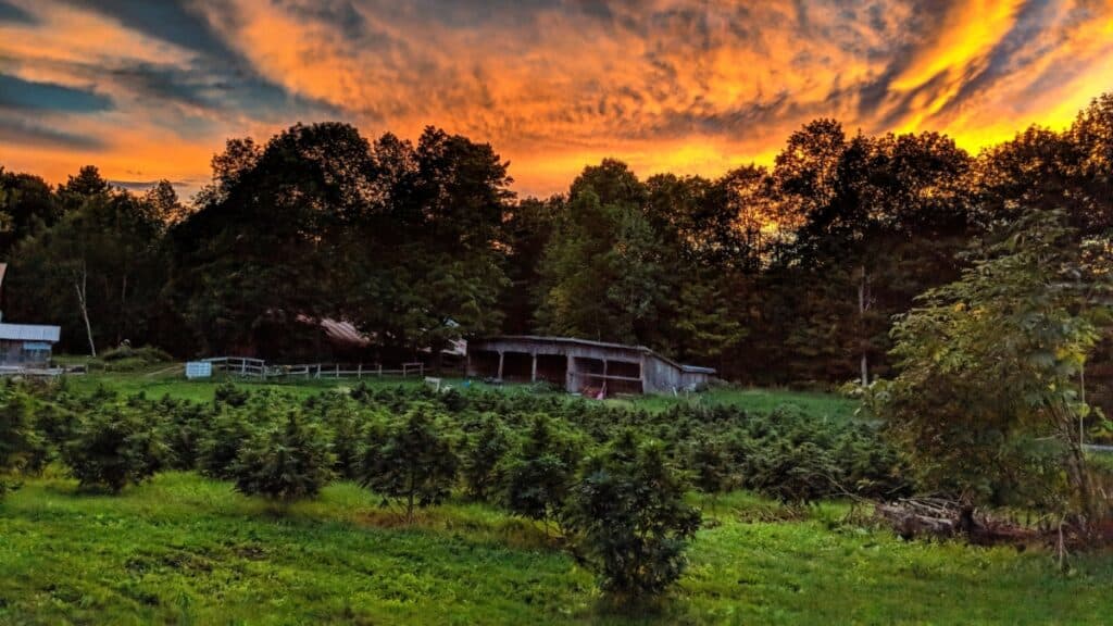 Goat Ridge Hemp store preview image